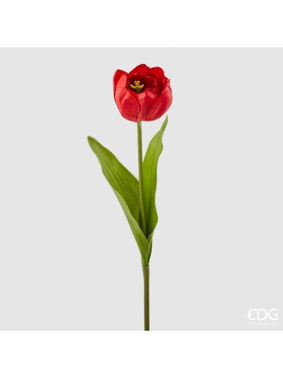 Edg tulipano rex multipetalo h43