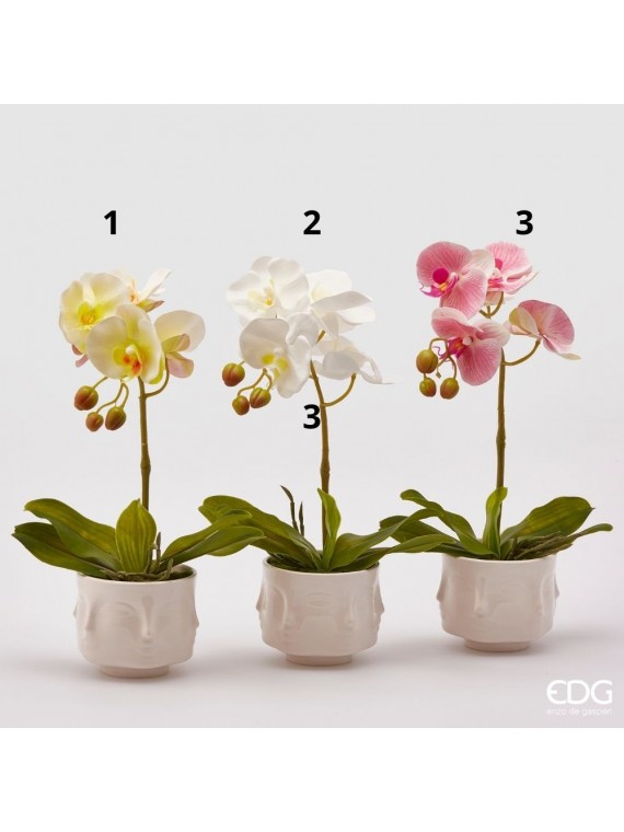 Edg orchidea 3 colori assortiti h 40